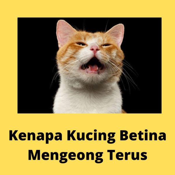 Kenapa Kucing Betina Mengeong Terus